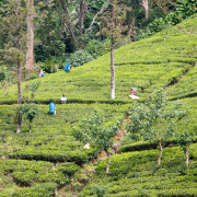 Hochland - Sri Lanka - Teepflückerinnen