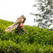 Hochland - Sri Lanka - Teepflückerinnen
