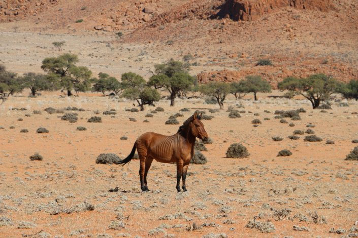 Pferd-Zebra Mischung auf der Gambit Desert Lodge