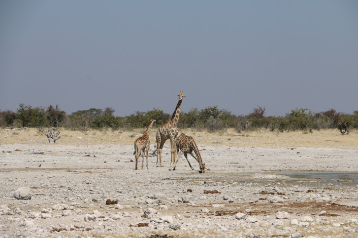 Giraffen am Klippen Wasserloch - Etoscha Nationalpark Namibia