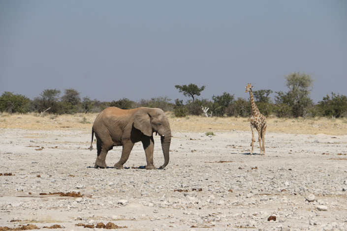 Elefanten am Klippen Wasserloch - Etoscha Nationalpark