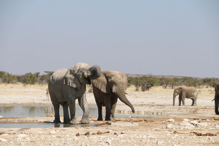 Elefanten am Klippen Wasserloch - Etoscha Nationalpark