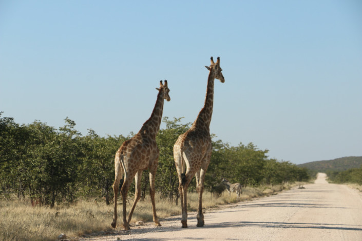 Spazierende Giraffen auf der Straße im westlichen Etosha Nationalpark