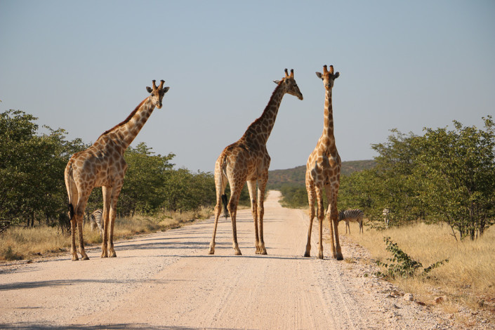 Spazierende Giraffen auf der Straße im westlichen Etosha Nationalpark