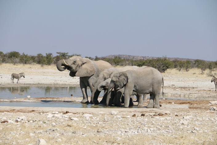 Elefanten am Klippan Wasserloch im Etosha Nationalpark