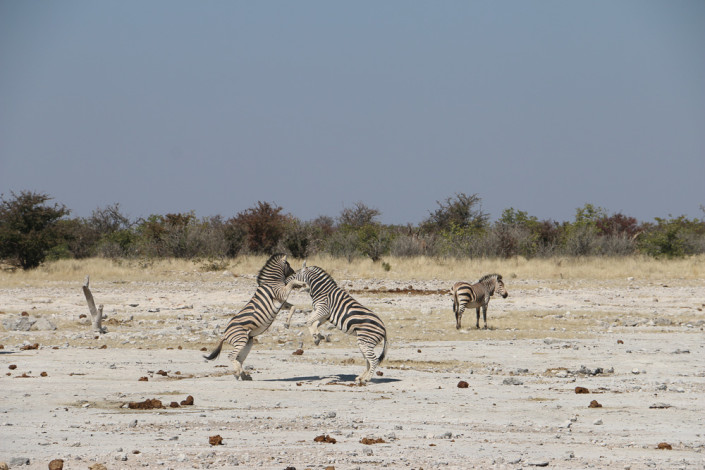 Zebras kämpfen am Klippan Wasserloch