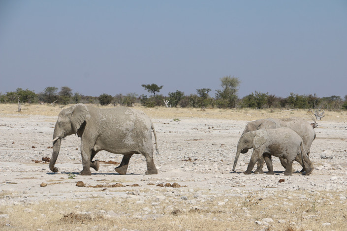 Elefanten am Klippan Wasserloch im Etosha Nationalpark