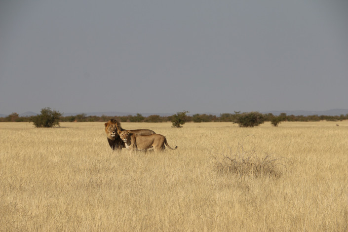 Löwen in der Nähe des Nomab Wasserloch im Etosha Nationalpark