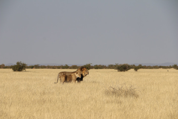 Löwen in der Nähe des Nomab Wasserloch im Etosha Nationalpark