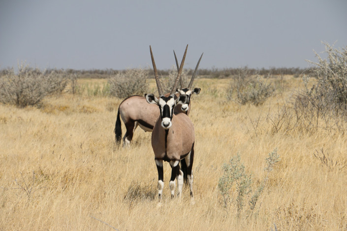 Oryx im Etosha Nationalpark
