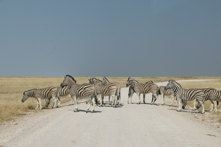 Zebrastreifen im Etosha Nationalpark