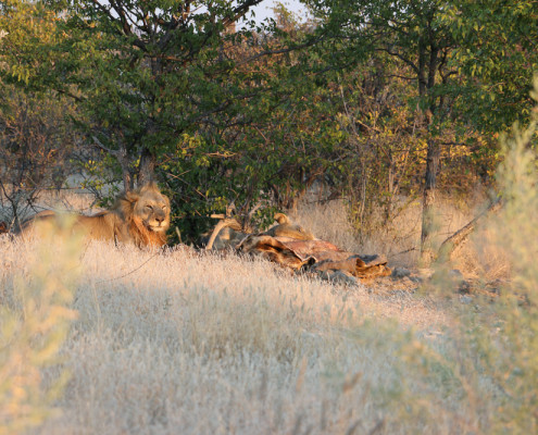 Löwenpärchen mit erlegter Giraffe im Etosha Nationalpark