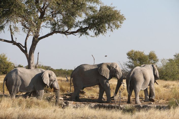 Elefanten am Ngobib Wasserloch im Etosha Nationalpark