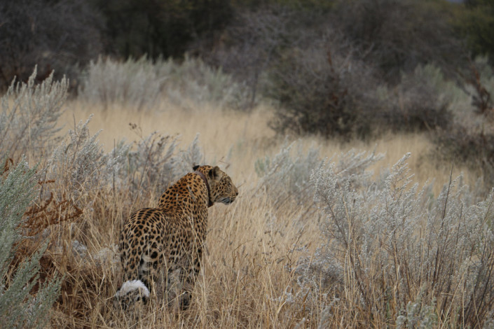Leopard auf der Okonjima Lodge