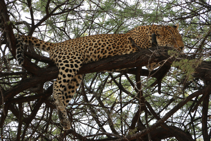 Leopard schläft auf Baum im Reservat der African Foundation