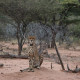 Fest im Blick des Geparden auf Okonjima