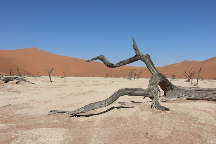 Tolle Fotomotive im Deadvlei