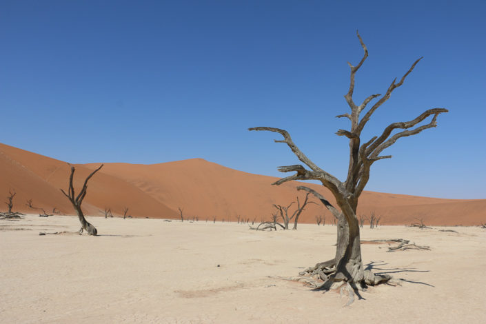 Uralte Bäume im Deadvlei