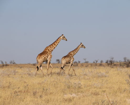 Namibia Roadtrip Giraffen Etosha