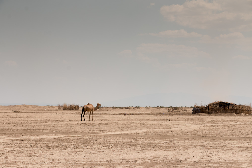Kamel in der Nähe einer Afar Siedlung