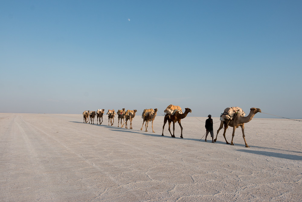 Kamele in der Danakil-Wüste