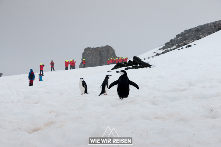 Zügelspinguine inmitten von Touristen auf Halfmoon Island