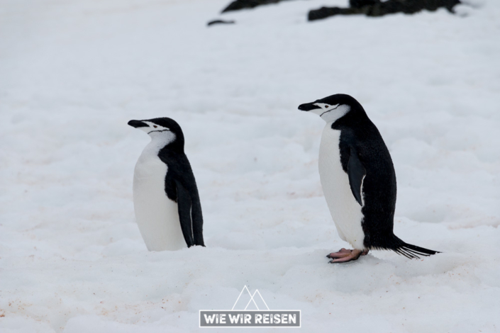 Chinstrap Pinguine auf Halfmoon Island