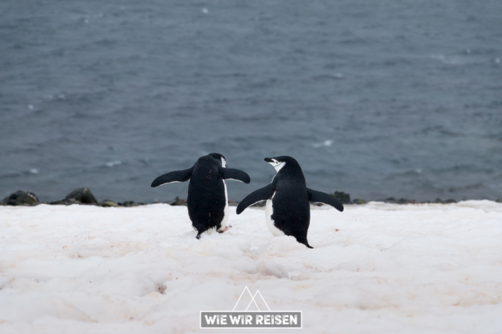 Zwei Chinstrap Pinguine