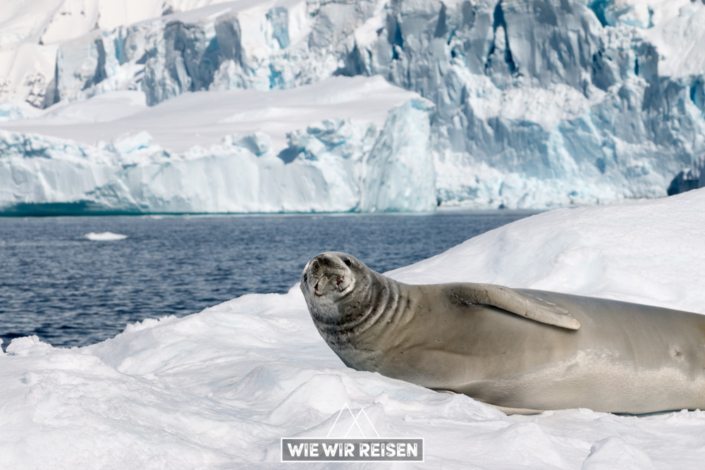 Robbe auf Eisscholle in der Antarktis