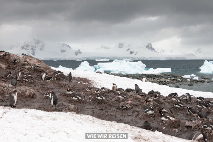 Pinguin Kolonie bei der Station Gonzales Videla in der Antarktis